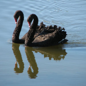 Cigno nero australiano - F.Bulgarini