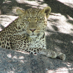 Leopardo - F.Bulgarini