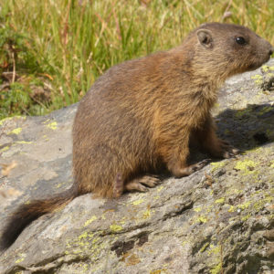 Marmotta - F.Bulgarini