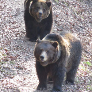 Orso Bruno - F.Bulgarini