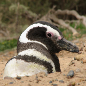 Pinguino di magellano - F.Bulgarini