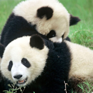 Ailuropoda melanoleuca Giant panda Chengdu Breeding Centre Chengdu,  Sichuan Province,  China 